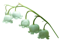 muguet